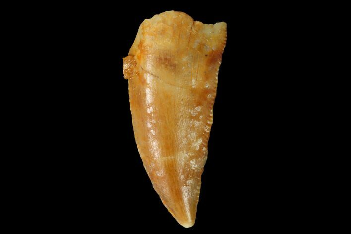 Serrated, Raptor Tooth - Real Dinosaur Tooth #160045